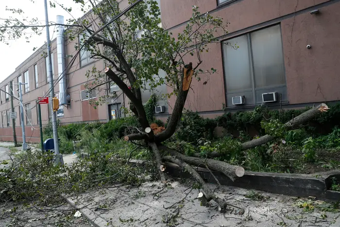 A downed tree in Middle Village, Queens